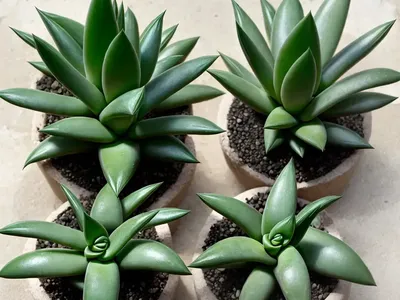 Haworthia Reinwardtii (Haworthia Reinwardtii)