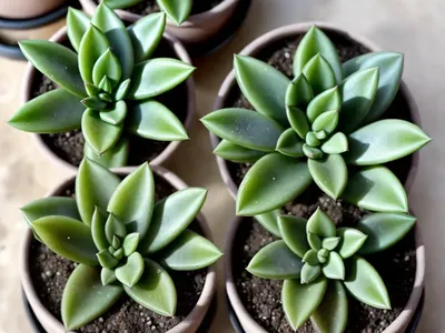 Haworthia Sugar Plum (Haworthia ‘Sugar Plum’)