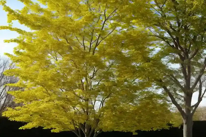 Hawthorn maple (acer crataegifolium) — photo 2
