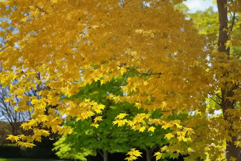 Hawthorn maple (acer crataegifolium) — photo 3