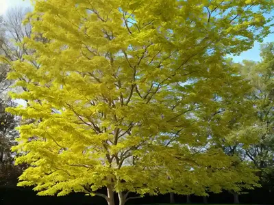 Hawthorn Maple (Acer Crataegifolium)
