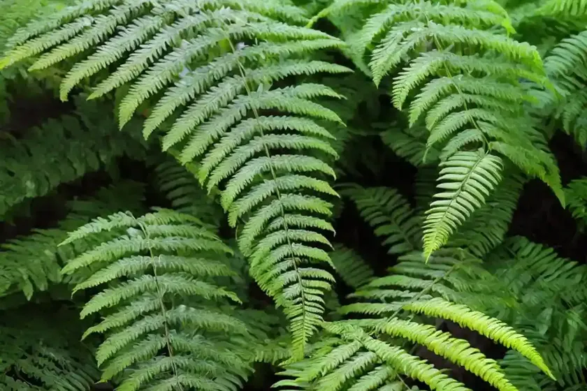 Heart fern (hemionitis arifolia) — photo 2