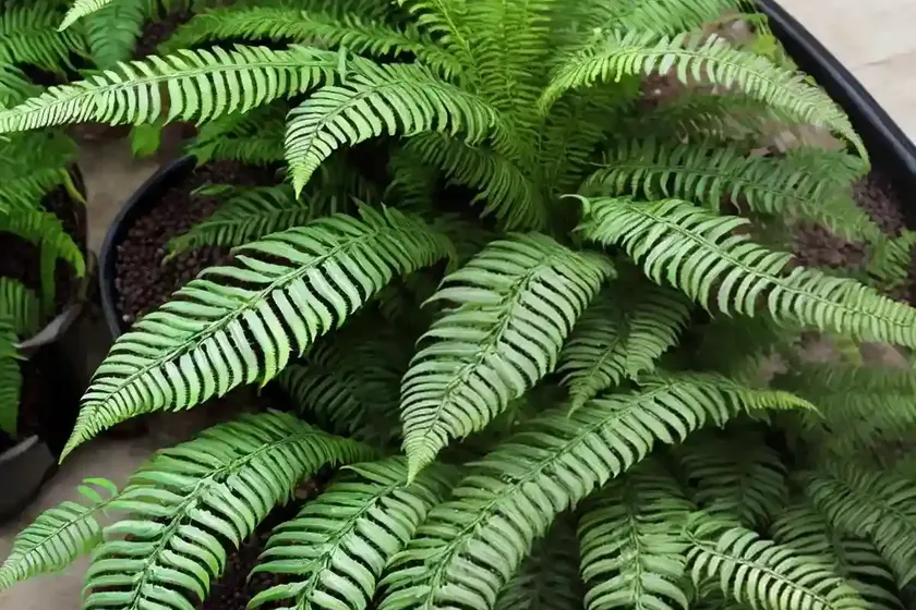 Heart fern (hemionitis arifolia)