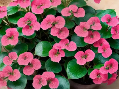 Heart-Leaved Bergenia (Bergenia Crassifolia)