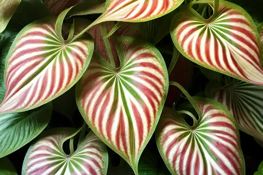 Heart of jesus (caladium hortulanum) — photo 3