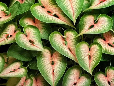 Heart Of Jesus (Caladium Hortulanum)