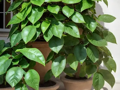 Heartleaf Madeiravine (Anredera Cordifolia)