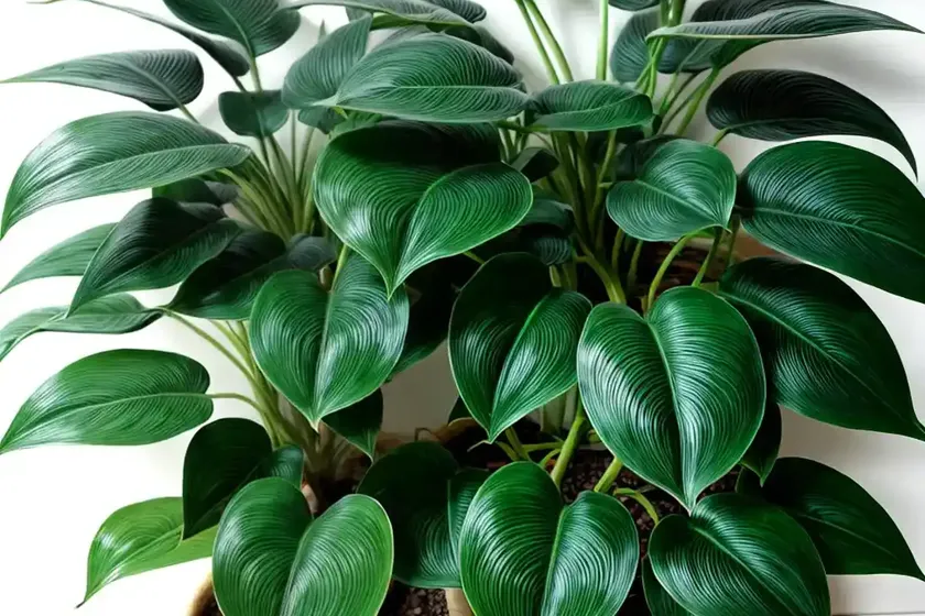 Heartleaf philodendron (philodendron cordatum) — photo 3