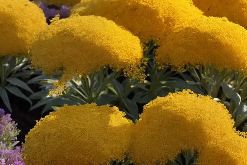 Heather ‘alberts gold’ (erica arborea ‘alberts gold’) — photo 2