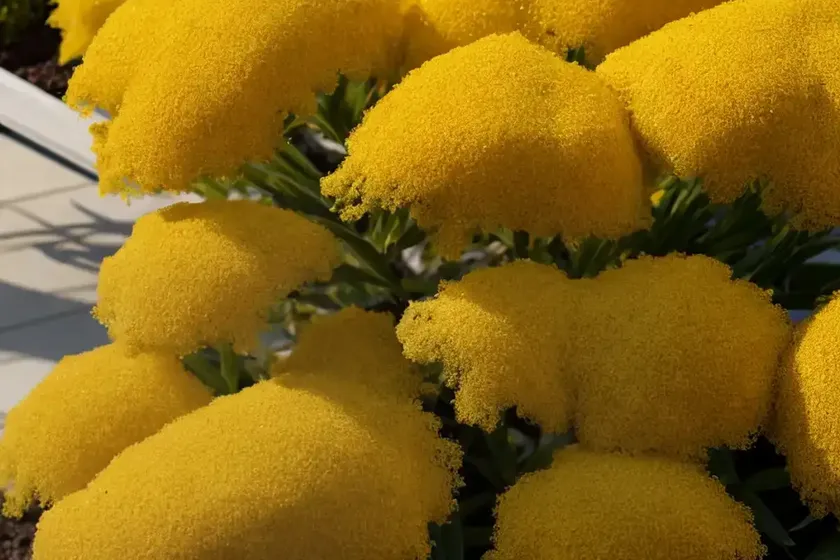 Heather ‘alberts gold’ (erica arborea ‘alberts gold’) — photo 3