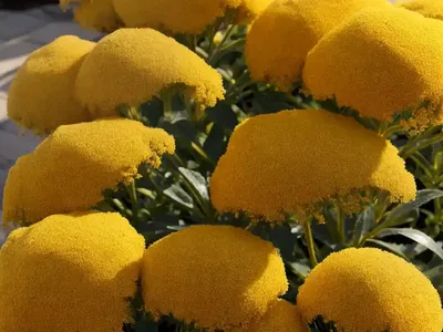 Heather ‘alberts Gold’ (Erica Arborea ‘alberts Gold’)