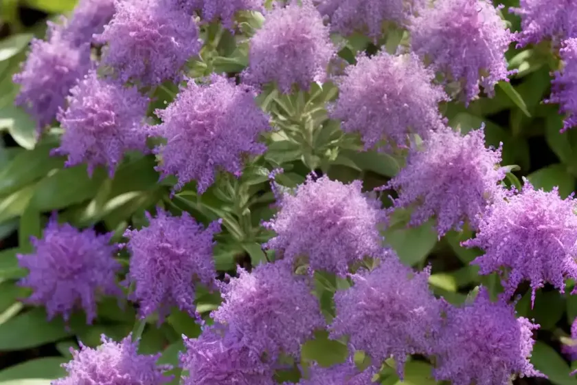 Hebe buxifolia ‘patty’s purple’) — photo 2