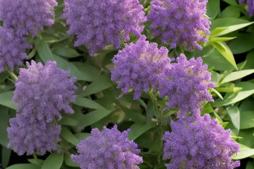 Hebe buxifolia ‘patty’s purple’) — photo 3