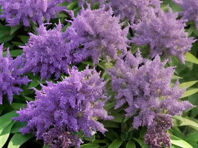 Hebe Buxifolia ‘Patty’s Purple’)
