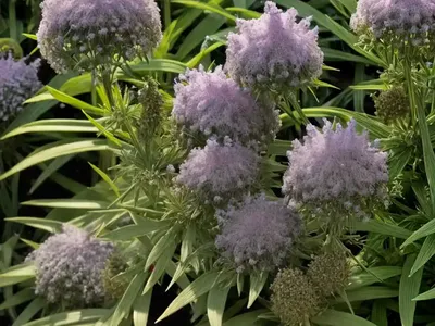 Hebe Cupressoides ‘Boughton Dome’)