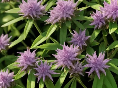 Hebe ‘Emerald Gem’)