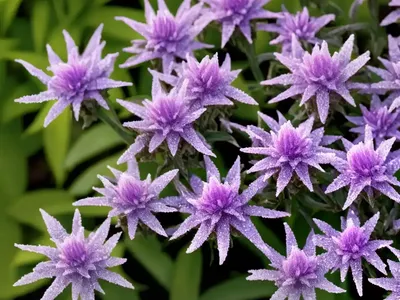 Hebe ‘Frozen Flame’)