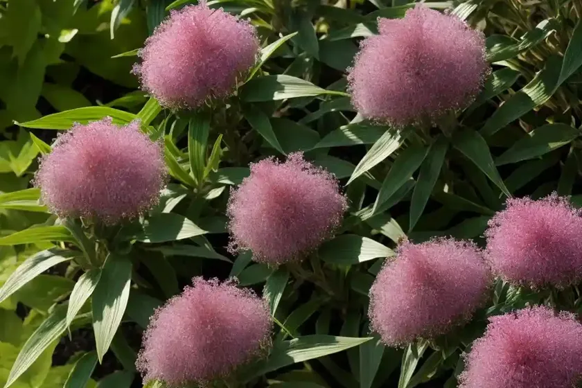 Hebe ‘golden katrina’ (hebe ‘golden katrina’)