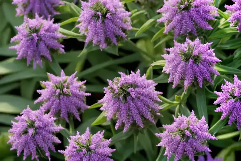 Hebe Pinguifolia ‘Sutherlandii’) — photo 2