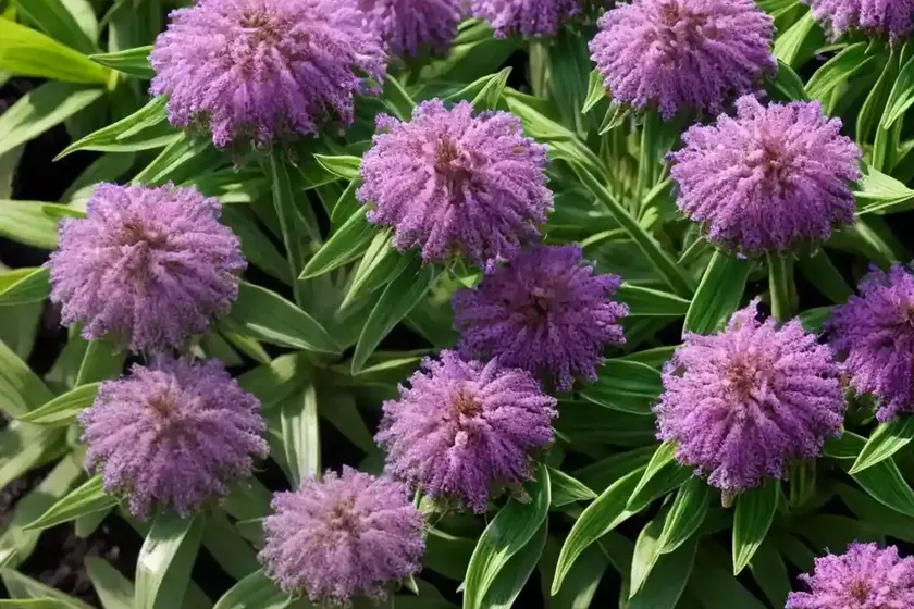 Hebe Pinguifolia ‘Sutherlandii’) — photo 3