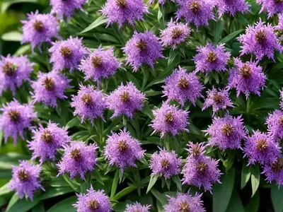 Hebe Pinguifolia ‘Sutherlandii’)