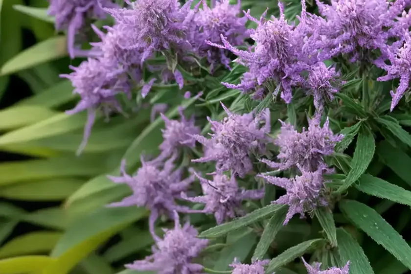 Hebe plant (hebe andersonii) — photo 2
