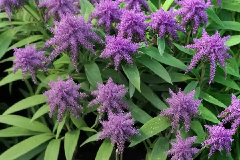 Hebe plant (hebe andersonii) — photo 3