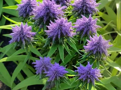 Hebe Plant (Hebe Andersonii)