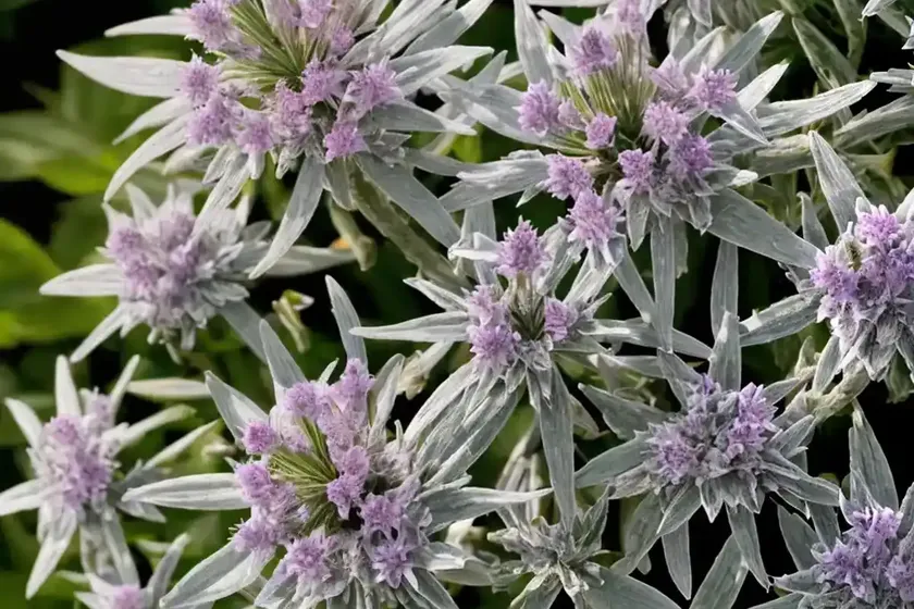 Hebe ‘silver queen’) — photo 2