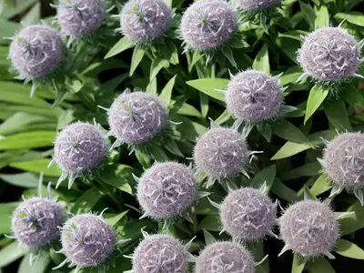 Hebe ‘Silver Queen’)