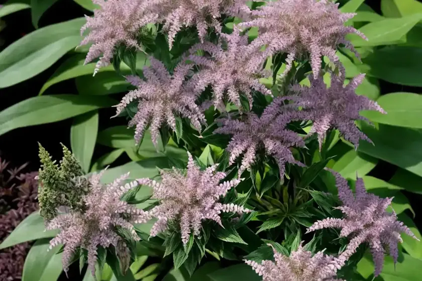 Hebe speciosa ‘variegata’) — photo 2