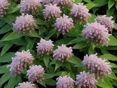 Hebe Speciosa ‘Variegata’)