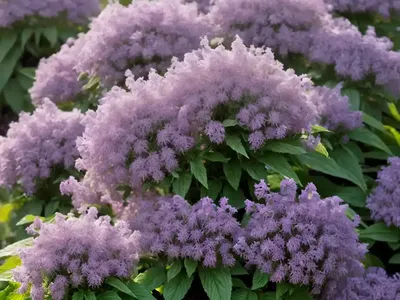 Hebe Topiaria (Topiarist’s Hebe)