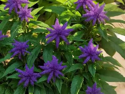Hebe Vernicosa (Varnished Hebe)