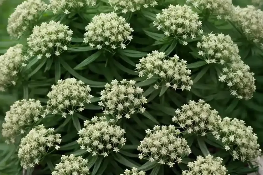 Hedge bedstraw (galium mollugo) — photo 3