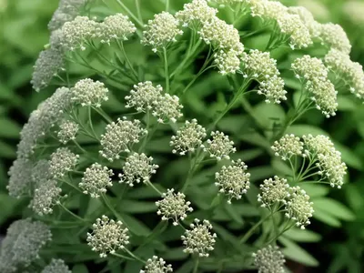 Hedge Bedstraw (Galium Mollugo)