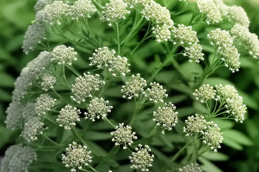 Hedge bedstraw (galium mollugo)