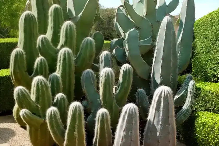 Hedge cactus (cereus hildmannianus) — photo 2