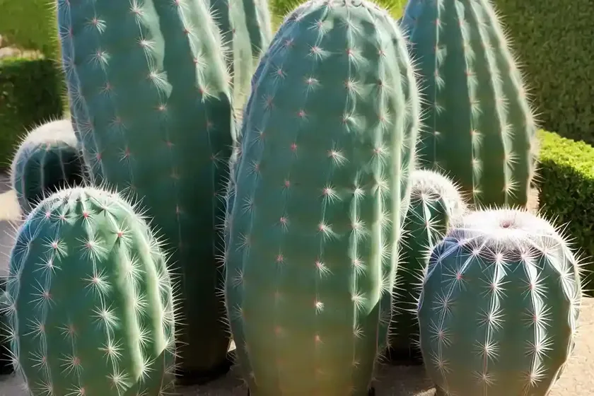 Hedge cactus (cereus hildmannianus) — photo 3