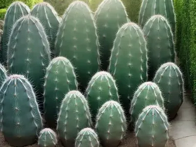 Hedge Cactus (Cereus Hildmannianus)
