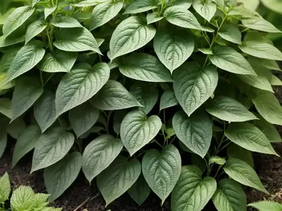 Hedge Knotweed (Fallopia Dumetorum)