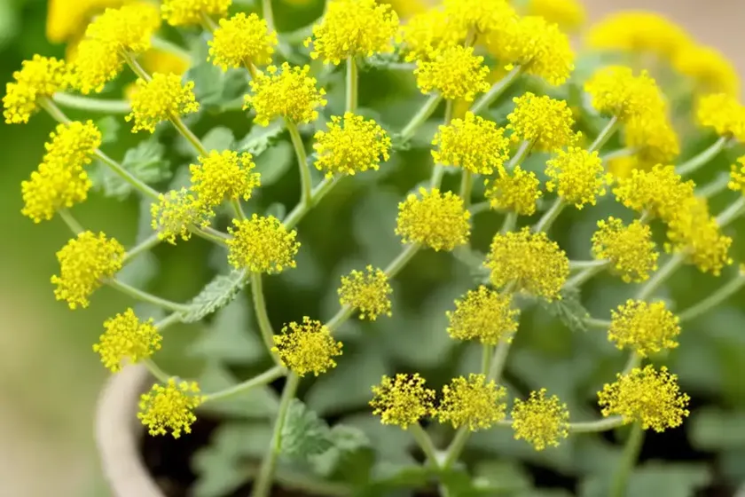 Hedge mustard (sisymbrium officinale) — photo 2