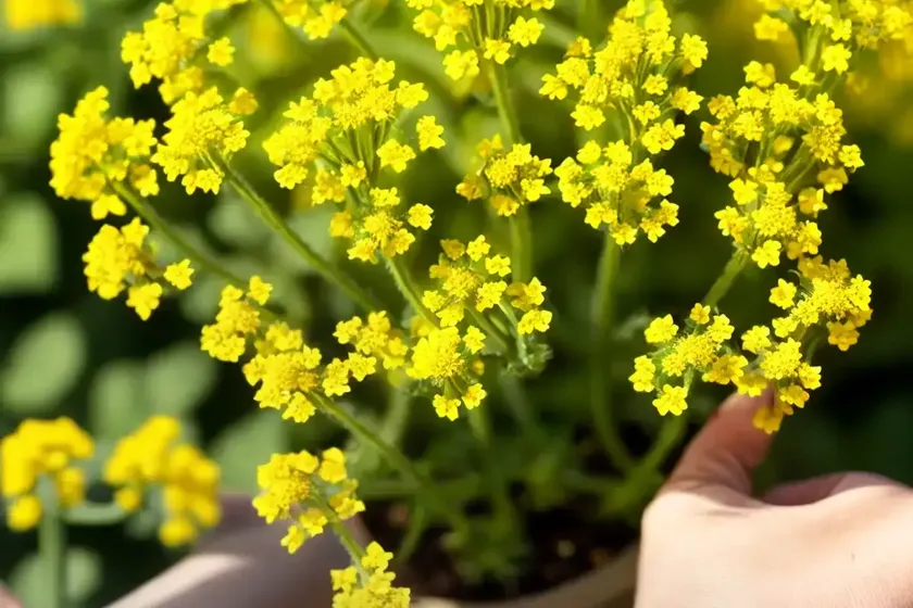 Hedge mustard (sisymbrium officinale)