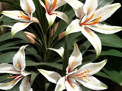 Hedychium Coronarium (White Ginger Lily)