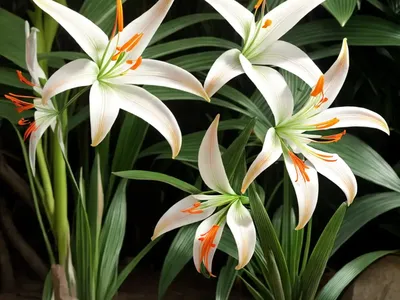 Hedychium Ellipticum (Rock Butterfly Lily)
