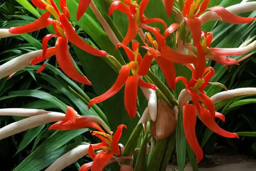 Hedychium gardnerianum (kahili ginger) — photo 2