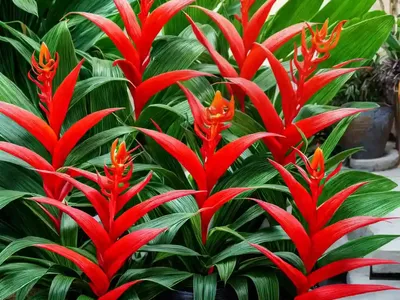 Hedychium Gardnerianum (Kahili Ginger)