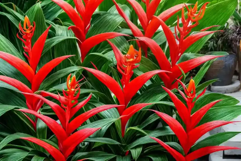 Hedychium gardnerianum (kahili ginger)