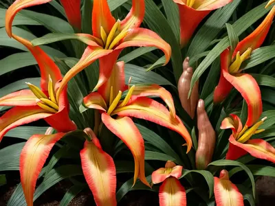 Hedychium ‘Tahitian Flame’ (Variegated Ginger Lily)