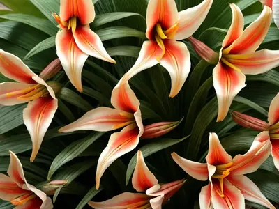 Hedychium ‘Tara’ (Ginger Lily)